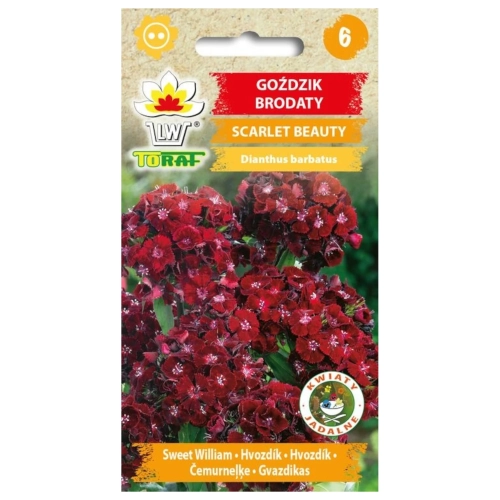 Goździk brodaty SCARLET BEAUTY 0,5g