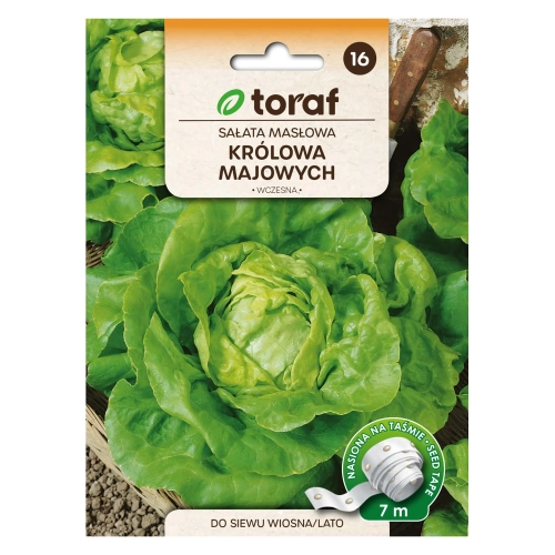 Sałata masłowa głowiasta KRÓLOWA MAJOWYCH (taśma 7m)