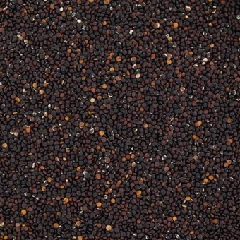 quinoa-komosa-czarna-1.webp