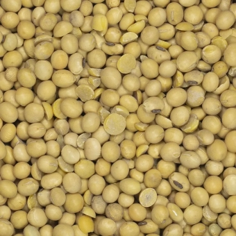 Soja ziarno