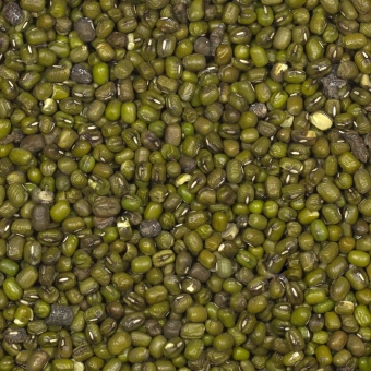 Fasola mung