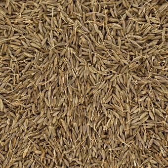 Kmin rzymski ziarno