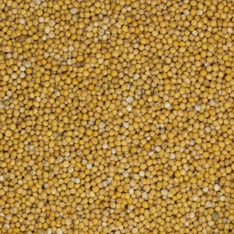 Gorczyca biała ziarno