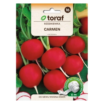 Rzodkiewka CARMEN (taśma 6m)