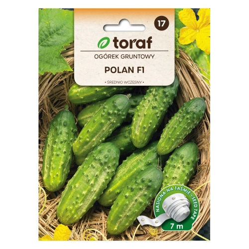 Ogórek gruntowy POLAN F1 (taśma 7m).webp