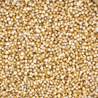 Amarantus-Ekspandowany-z bliska.webp