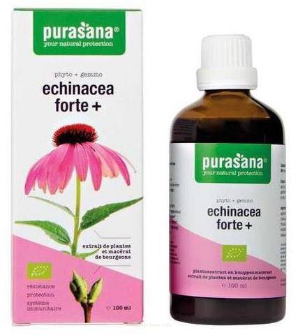 echinacea.jpg