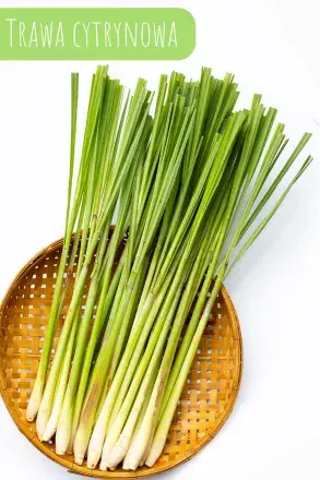 Trawa cytrynowa na co dzień